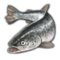 魚